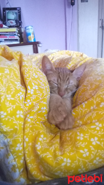 Tekir Kedi, Kedi  venüs fotoğrafı