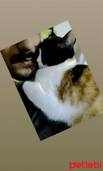 Tekir Kedi, Kedi  Evimin melekleri fotoğrafı