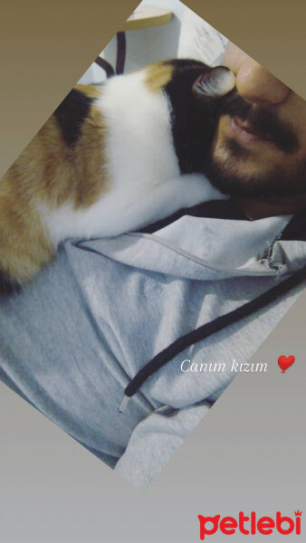 Tekir Kedi, Kedi  Evimin melekleri fotoğrafı