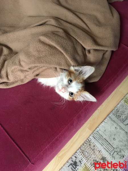 Sarman, Kedi  Pati fotoğrafı