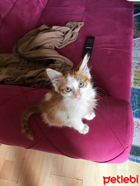 Sarman, Kedi  Pati fotoğrafı