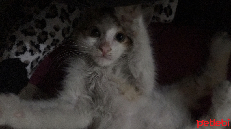 Sarman, Kedi  Pati fotoğrafı