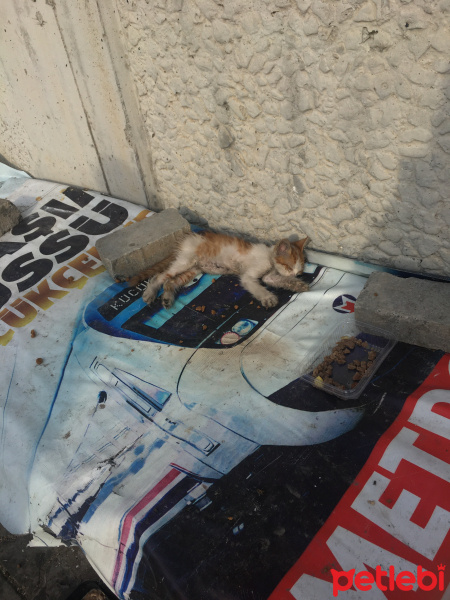 Sarman, Kedi  Pati fotoğrafı