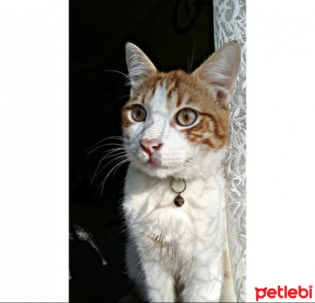 Sarman, Kedi  Minnak fotoğrafı