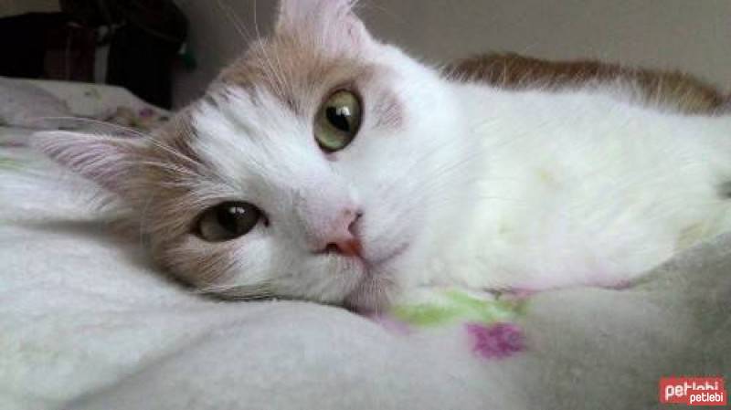 Ankara Kedisi, Kedi  Manya fotoğrafı