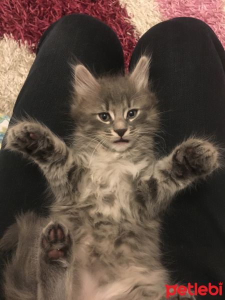 Norwegian Forest, Kedi  Texas fotoğrafı