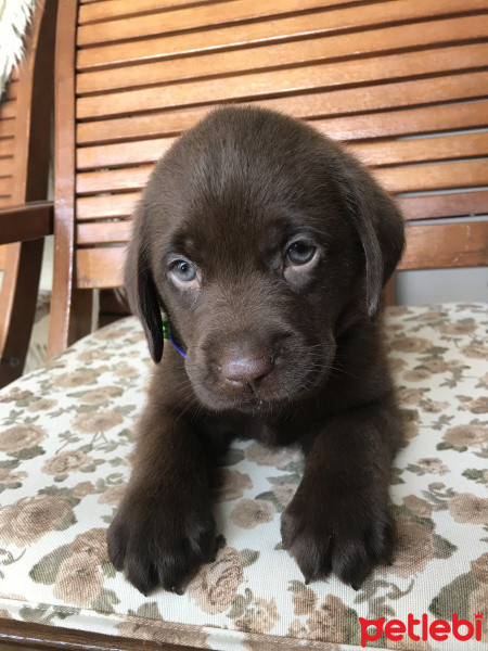 Labrador Retriever, Köpek  Coffee fotoğrafı