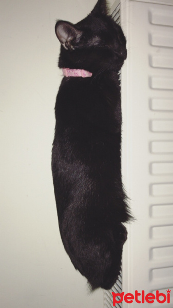 Tekir Kedi, Kedi  Gece fotoğrafı