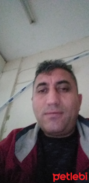 Akbaş, Köpek  Cani fotoğrafı