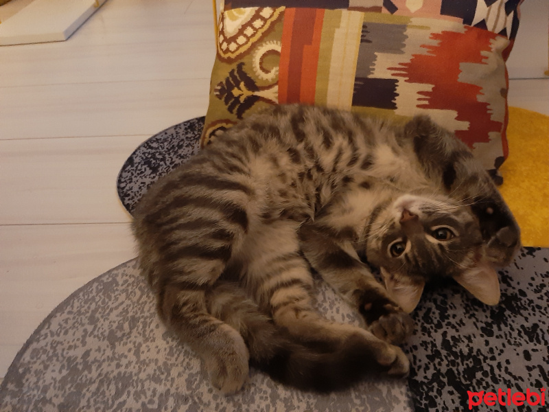 Tekir Kedi, Kedi  Bulut fotoğrafı