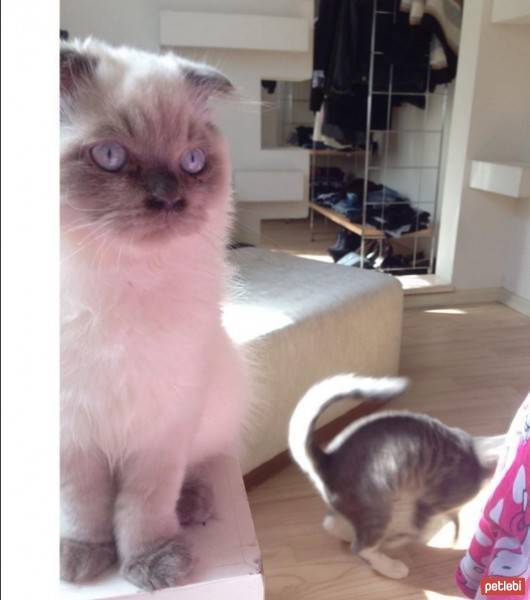 Scottish Fold, Kedi  wayne fotoğrafı