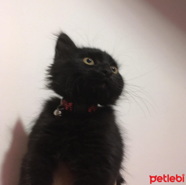 Tekir Kedi, Kedi  LOKMA fotoğrafı