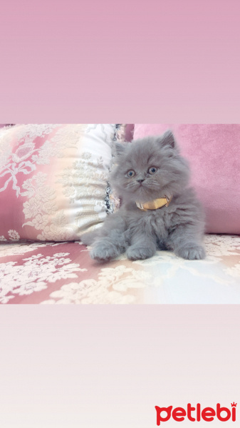 Chinchilla, Kedi  Pamuk fotoğrafı