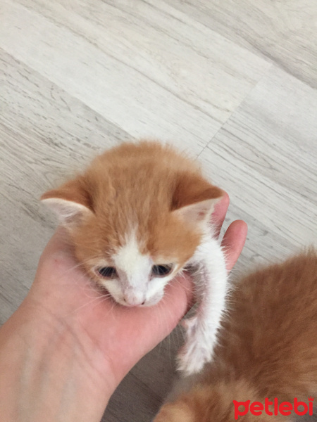 Tekir Kedi, Kedi  Barney fotoğrafı