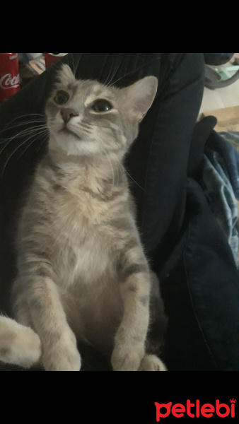 Tekir Kedi, Kedi  Duman fotoğrafı