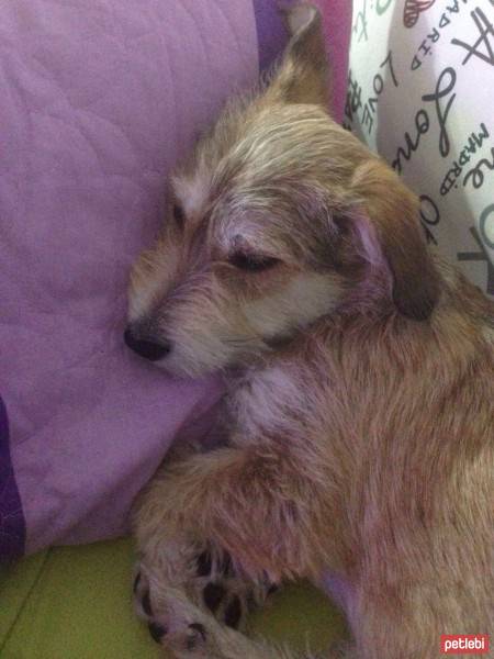 Glen of Imaal Terrier, Köpek  VEGA fotoğrafı