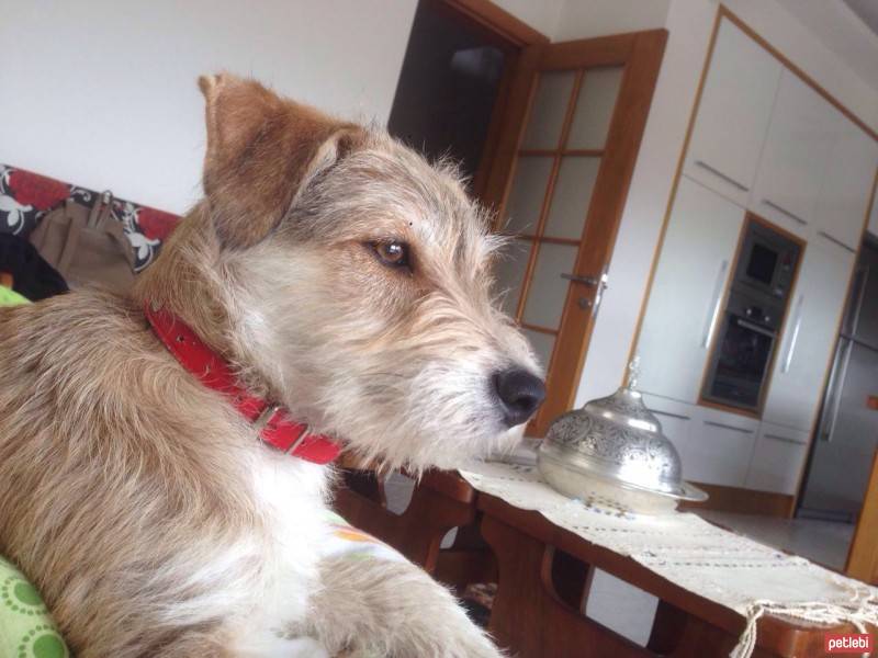 Glen of Imaal Terrier, Köpek  VEGA fotoğrafı