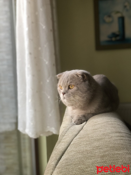 Scottish Fold, Kedi  Eros fotoğrafı