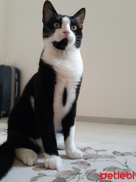 Tekir Kedi, Kedi  Çençen fotoğrafı