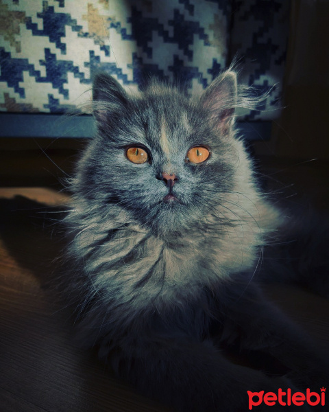 Chinchilla, Kedi  Balım fotoğrafı