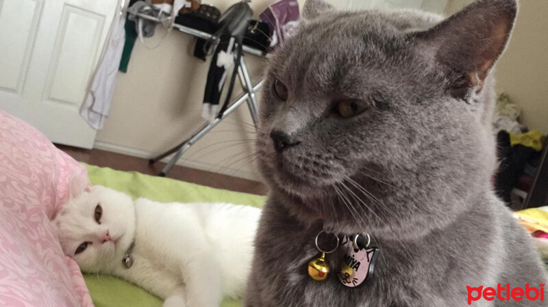 British Shorthair, Kedi  miya fotoğrafı