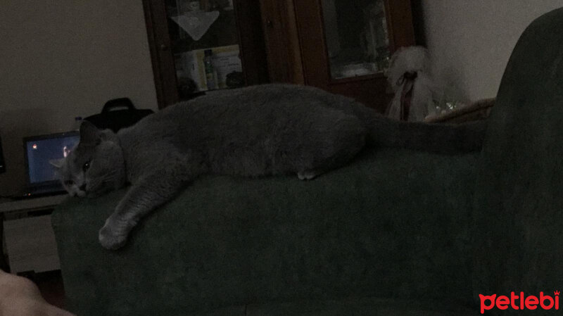 British Shorthair, Kedi  miya fotoğrafı