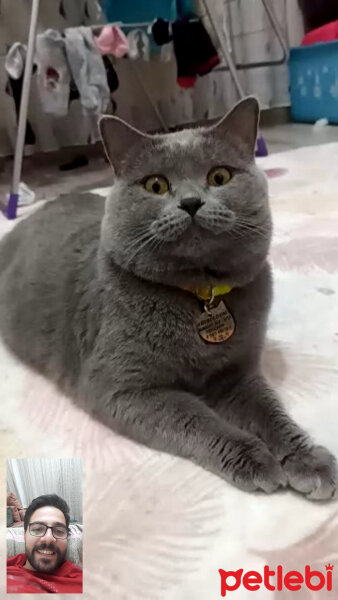 British Shorthair, Kedi  miya fotoğrafı