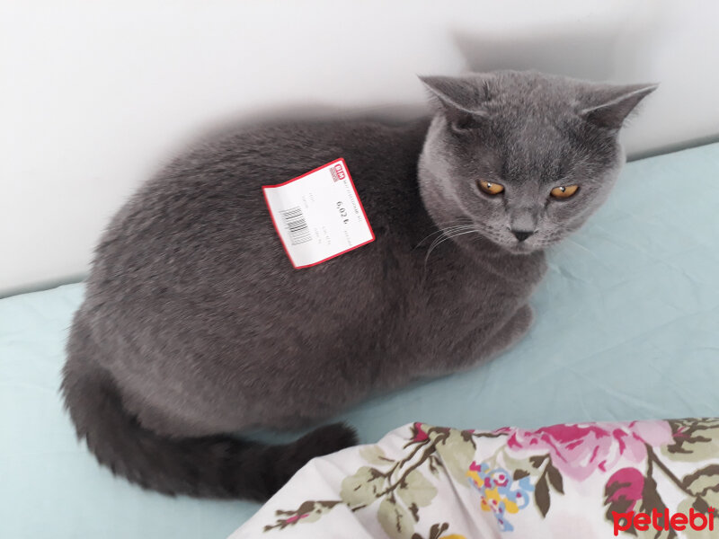 British Shorthair, Kedi  miya fotoğrafı