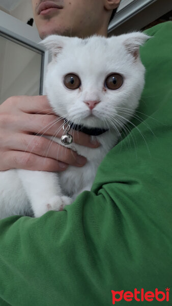 Scottish Fold, Kedi  mişa fotoğrafı