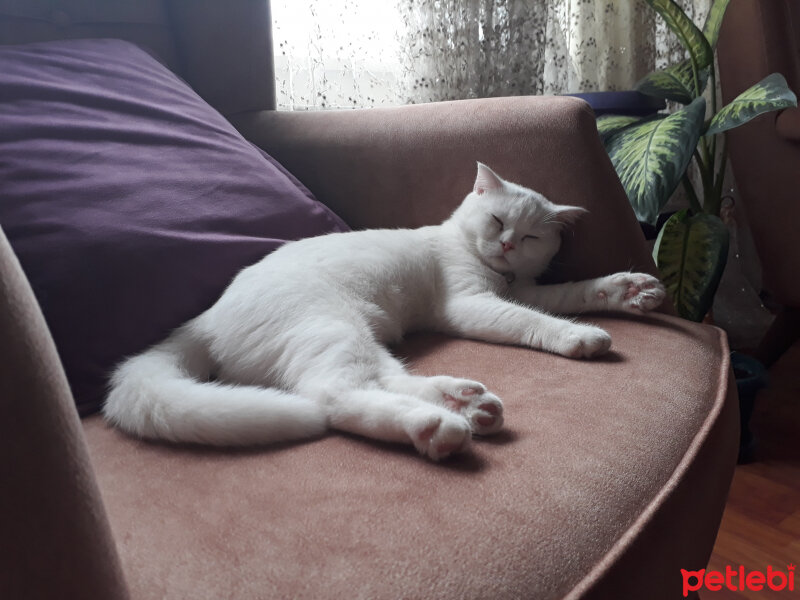 Scottish Fold, Kedi  mişa fotoğrafı