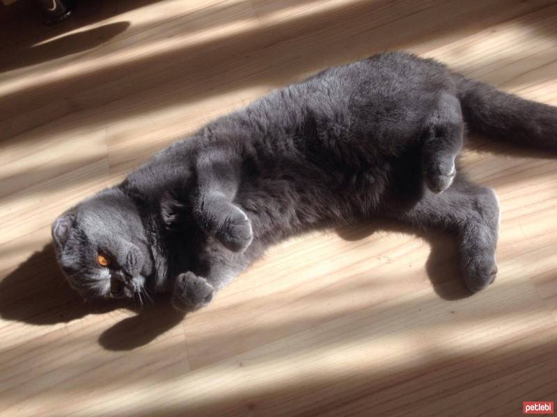 Scottish Fold, Kedi  Zeze fotoğrafı