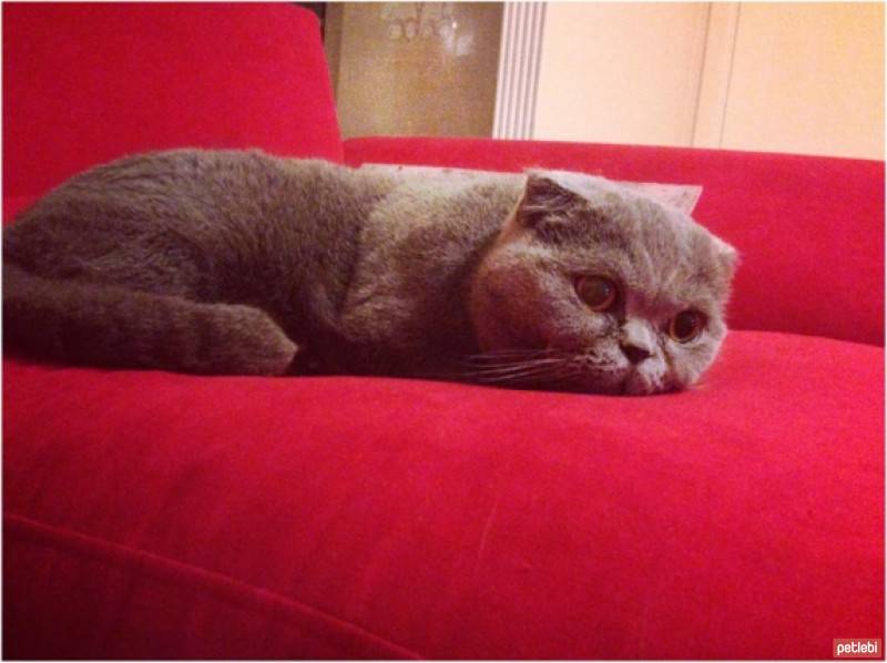 Scottish Fold, Kedi  Zeze fotoğrafı