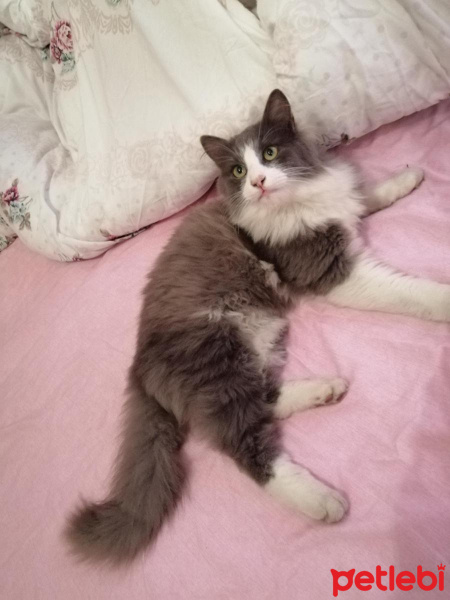 Norwegian Forest, Kedi  Yumak fotoğrafı