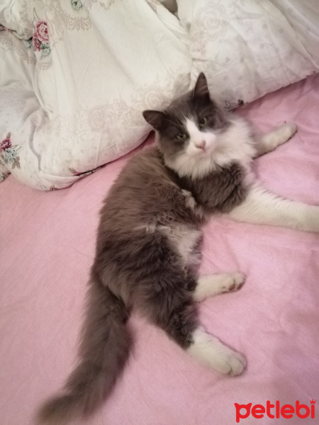 Norwegian Forest, Kedi  Yumak fotoğrafı