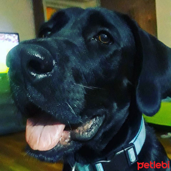 Labrador Retriever, Köpek  zara fotoğrafı