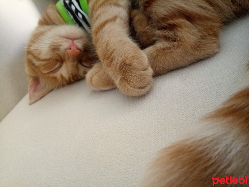 Sarman, Kedi  Daisy fotoğrafı