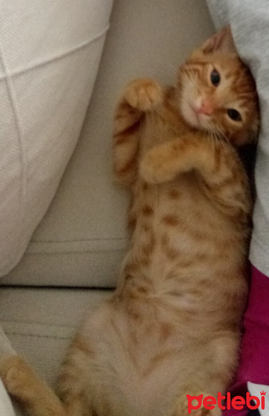 Sarman, Kedi  Daisy fotoğrafı
