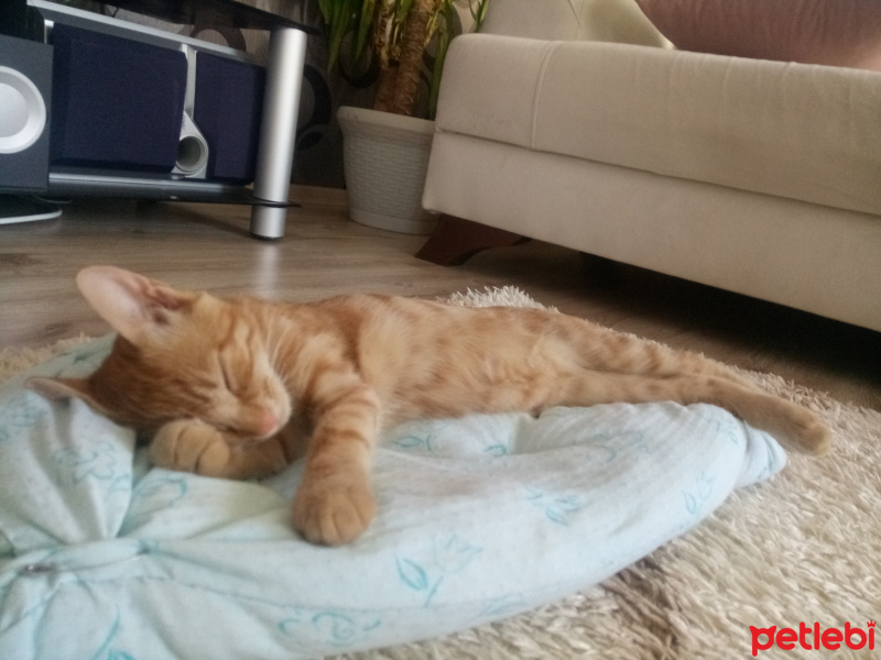 Sarman, Kedi  Daisy fotoğrafı
