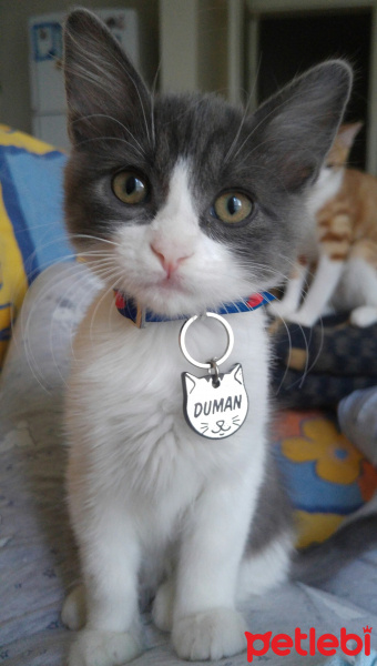 Tekir Kedi, Kedi  Duman fotoğrafı