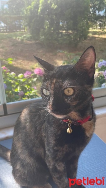 Tekir Kedi, Kedi  Gölge fotoğrafı