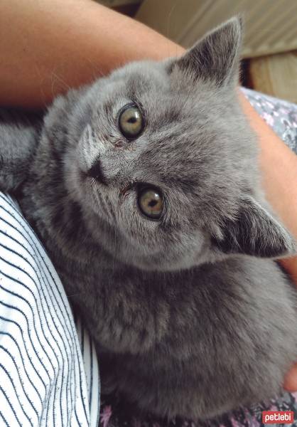 British Shorthair, Kedi  maya fotoğrafı