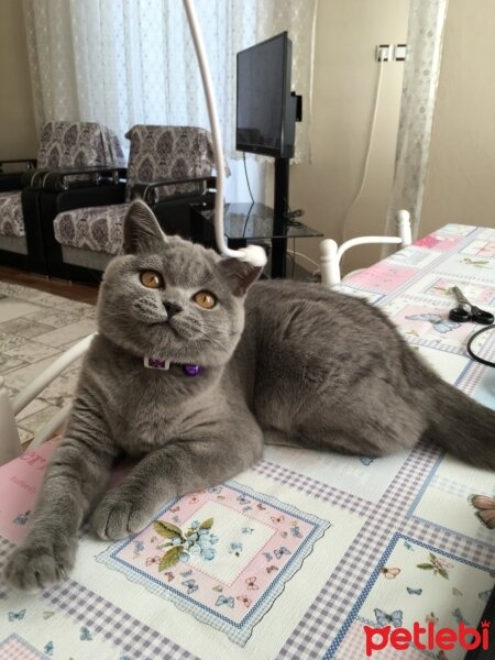 British Shorthair, Kedi  maya fotoğrafı