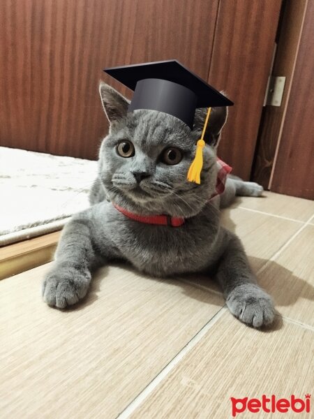 British Shorthair, Kedi  maya fotoğrafı