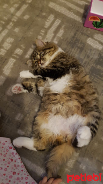 Sarman, Kedi  Miu fotoğrafı