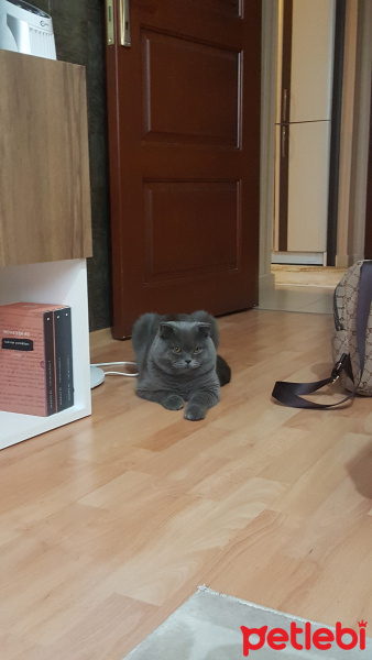 Scottish Fold, Kedi  Paşa fotoğrafı