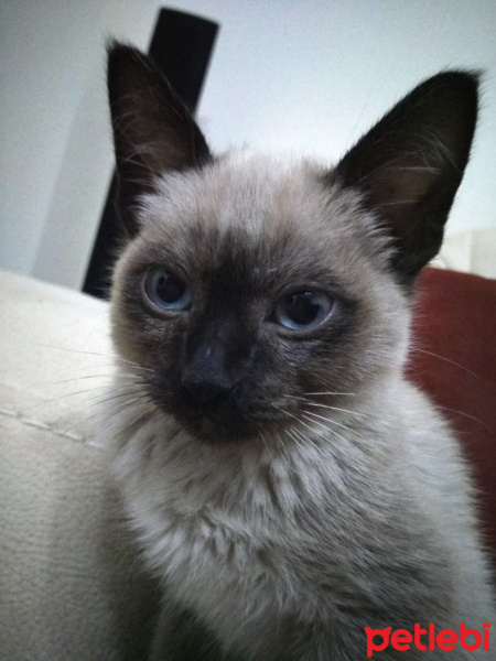 Siyam Kedisi, Kedi  Gölge fotoğrafı