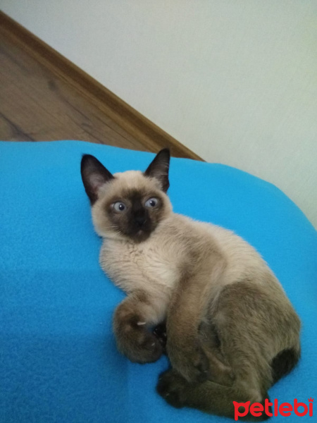 Siyam Kedisi, Kedi  Gölge fotoğrafı