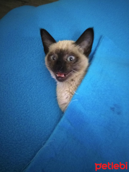 Siyam Kedisi, Kedi  Gölge fotoğrafı