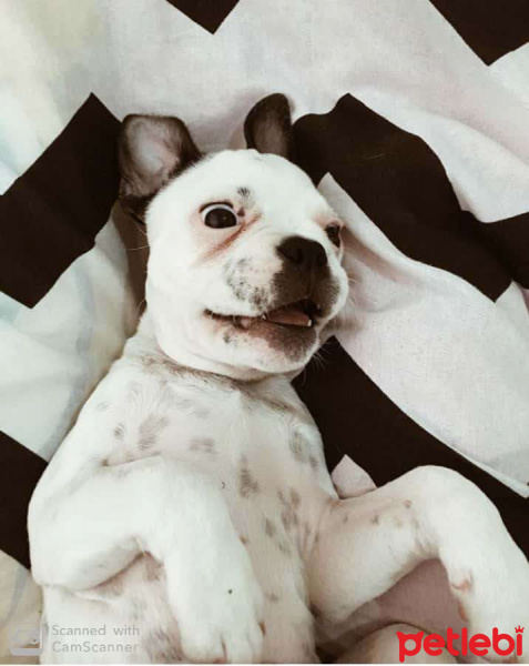 Fransız Bulldog, Köpek  Dobby fotoğrafı