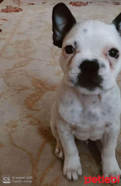 Fransız Bulldog, Köpek  Dobby fotoğrafı